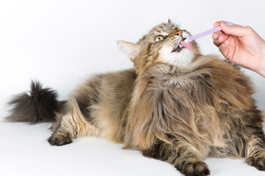 pet-dental-care