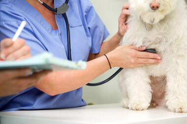 veterinary-diagnostics veterinary-diagnostics