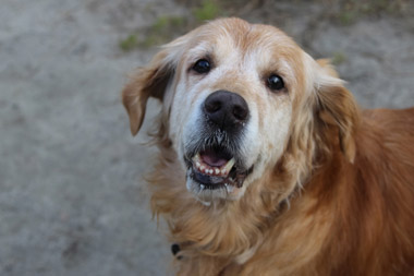 senior-pet-care senior-pet-care