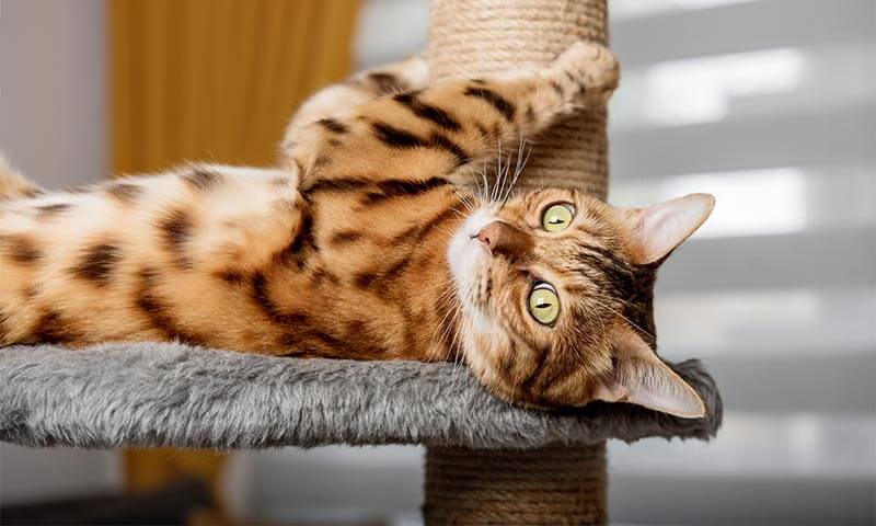 Acupuncture Services