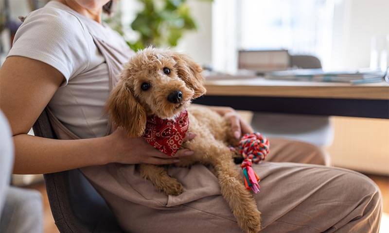 Pet Grooming Services