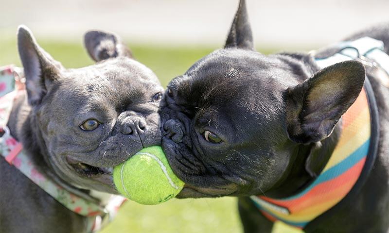 New Client Information Form (Online)