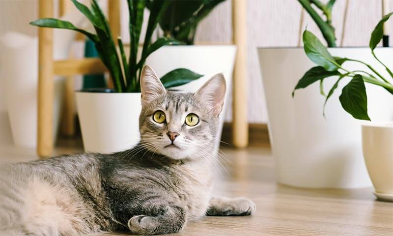 Surgery Release Form (PDF)