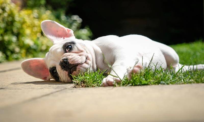 Wellness & Preventive Care Services