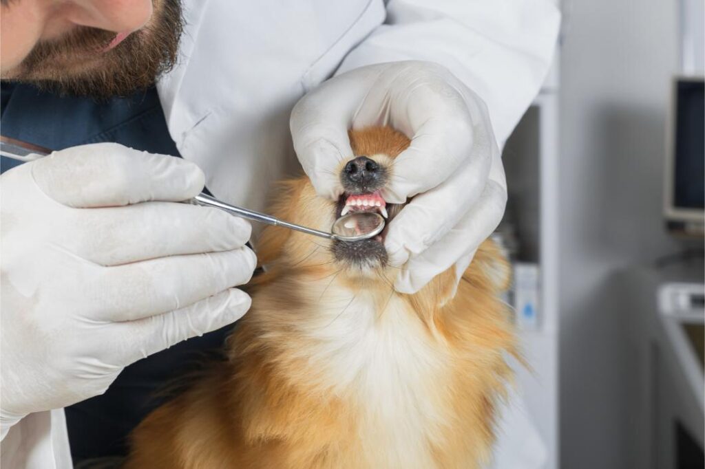 Pet Dental care.