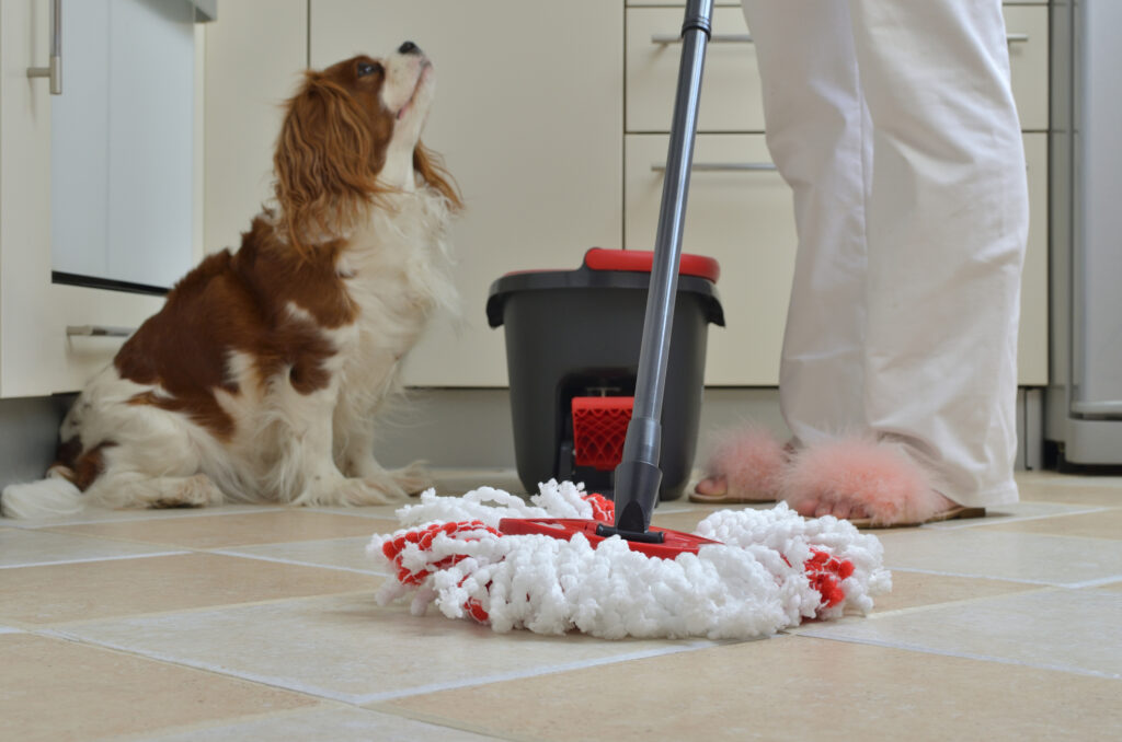 A dog watching his owner mop.