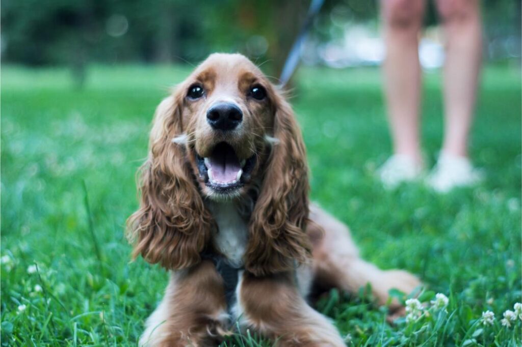 Pet heart worm awareness.