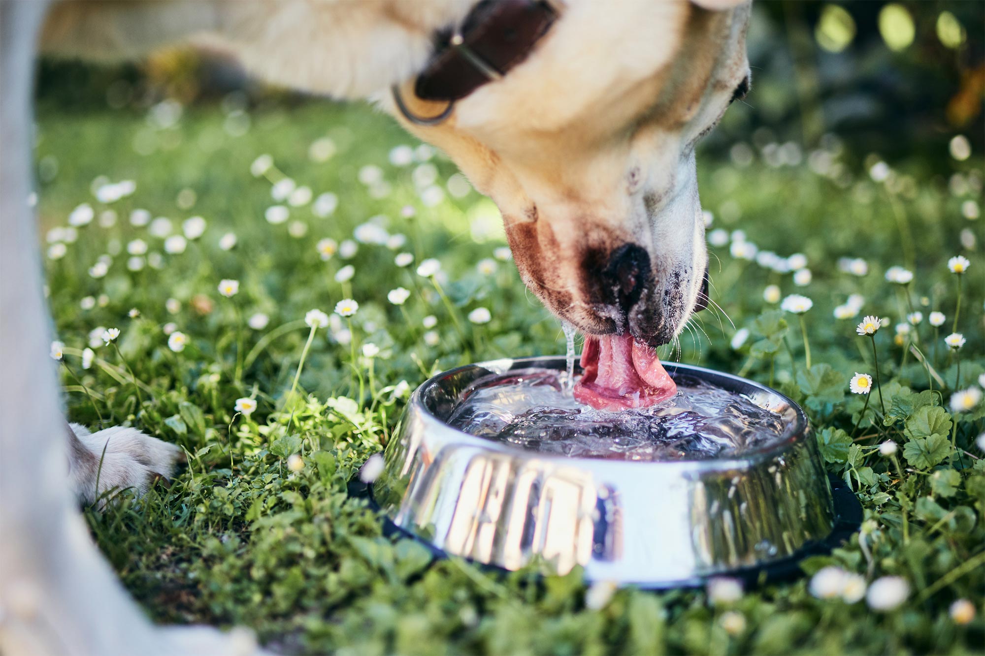 National Heartworm Awareness Month: Protecting Your Pet from Heartworm Disease