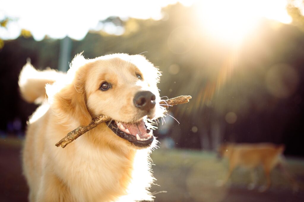Dog playing with a stick.