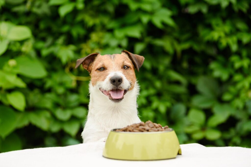 Dog with snack.