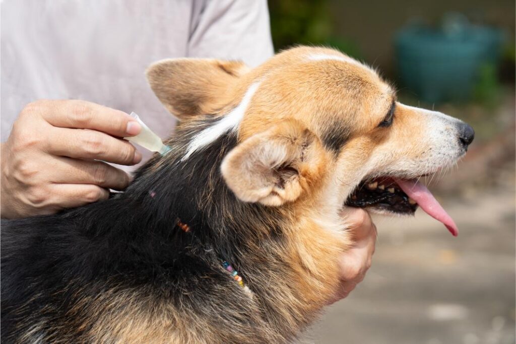How Can You Protect Your Pet from Fleas and Ticks This Fall? 5 Must-Know Tips