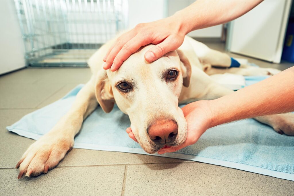 National Pet Cancer Awareness Month: Signs Every Pet Owner Should Know