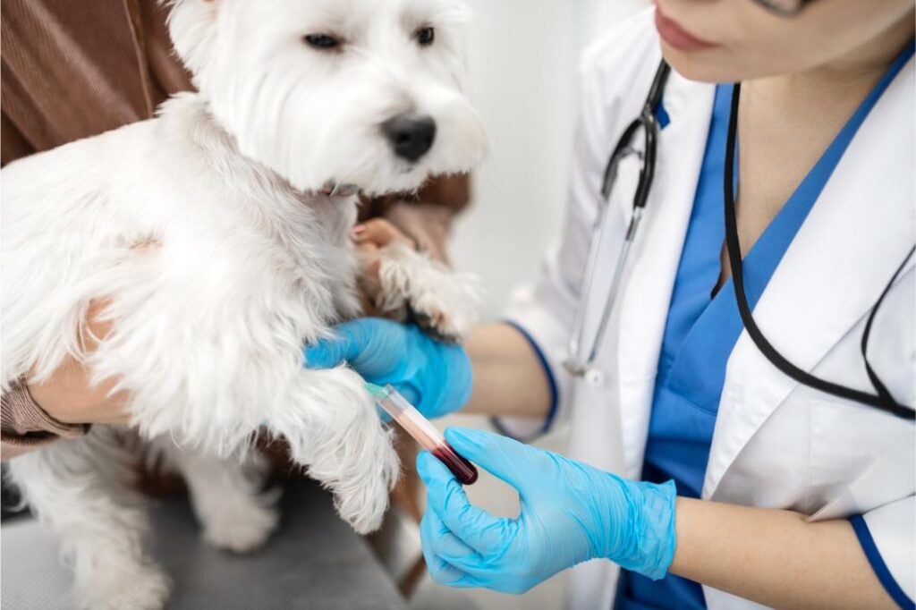 Elevated Liver Enzymes in Pets: What Bloodwork Results Can Actually Mean