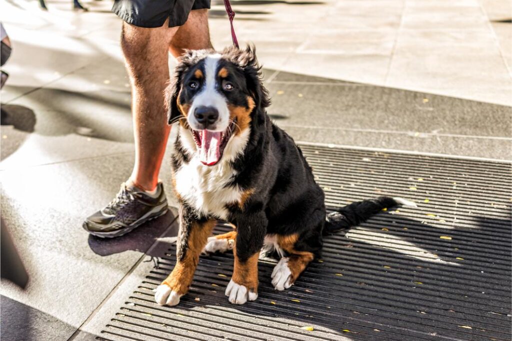 Heat Exhaustion in Pets: Warning Signs Every Owner Should Know