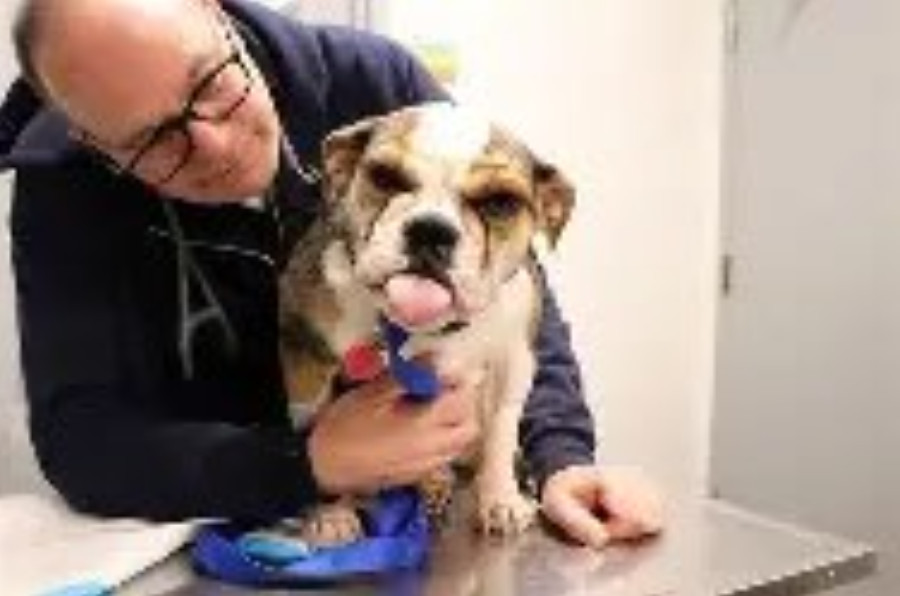 May is Pet Cancer Awareness Month