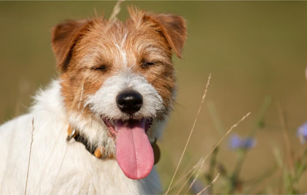 Why Is My Dog Panting So Much? When Heat and Overheating Become Dangerous