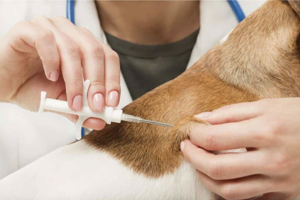 The Priceless Benefits of Microchipping Your Pet