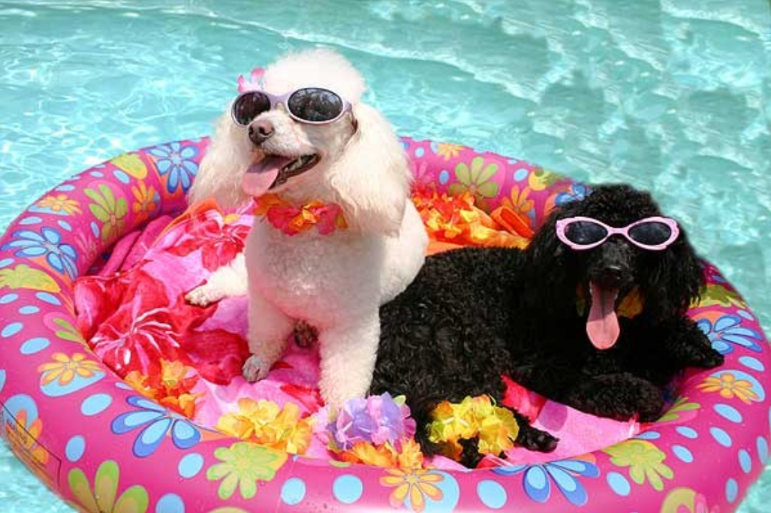 Summer Heat Safety for Dogs