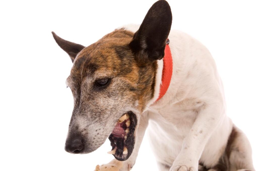 Why Does My Dog Have a Persistent Cough? Heart Disease vs. Kennel Cough