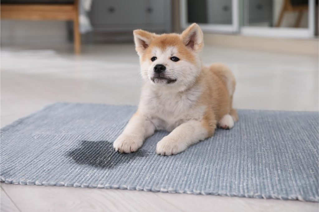 Blood in Your Dog’s Urine: When It’s an Emergency and When It Can Wait