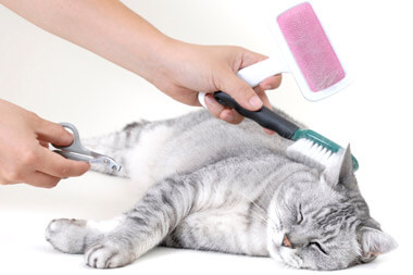 pet-grooming pet-grooming