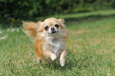 veterinary-specialties veterinary-specialties