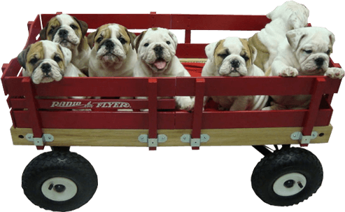 A wagon full of puppies