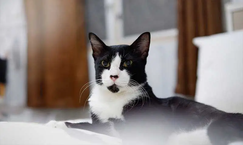 A black and white cat