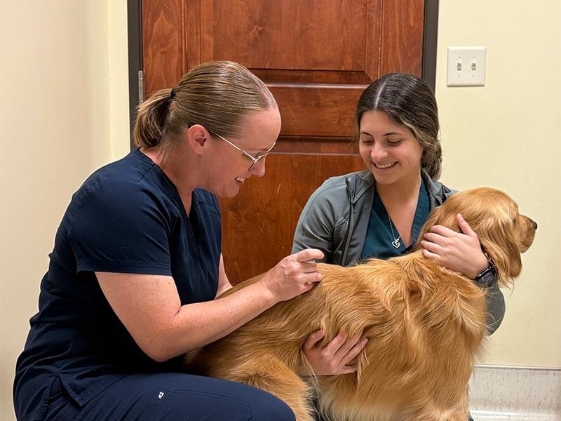 A dog being treated with acupuncture A dog being treated with acupuncture