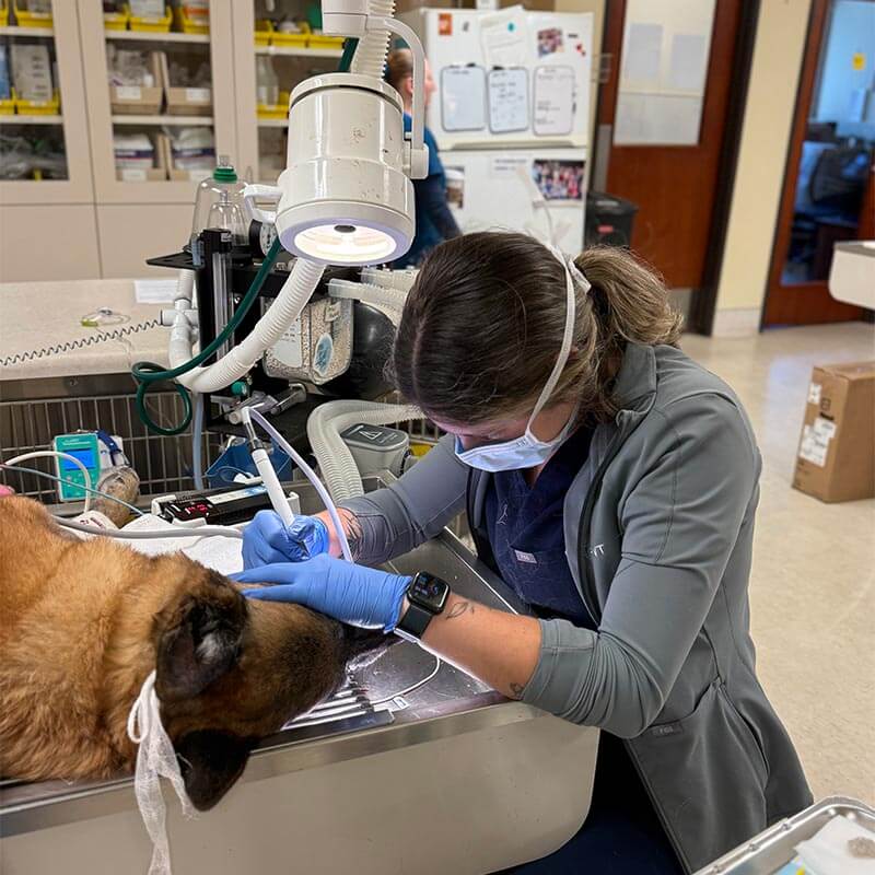 A dental cleaning A dental cleaning