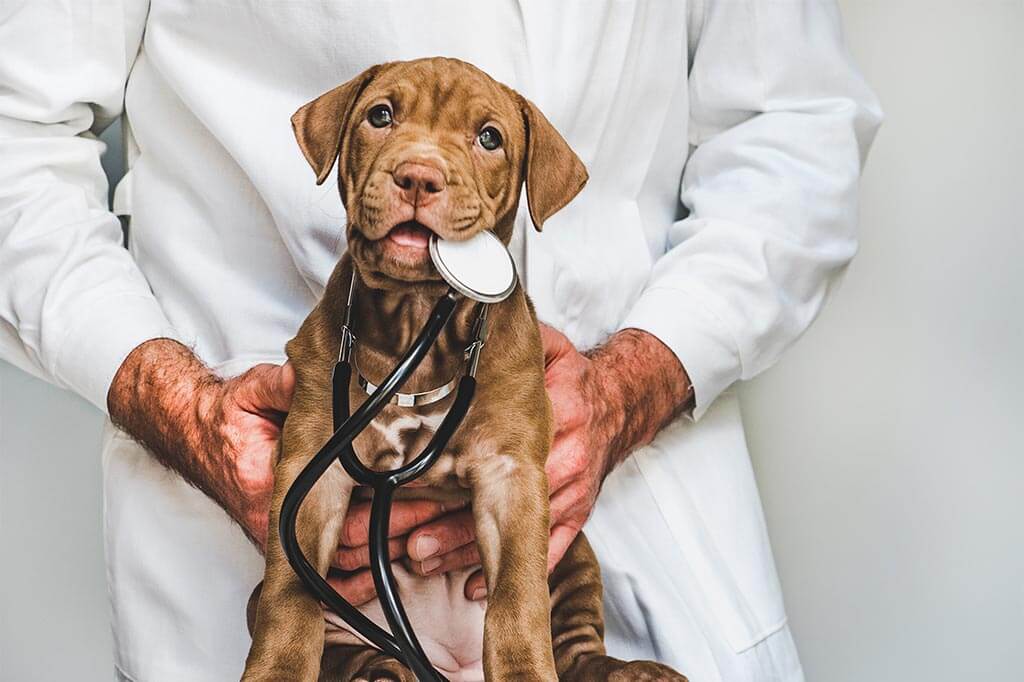 A puppy holding a stethoscope A puppy holding a stethoscope