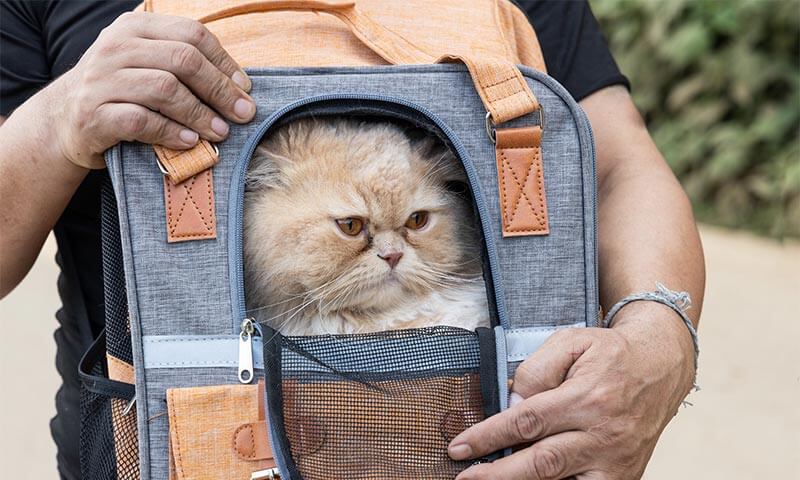 A cat in a carrier A cat in a carrier