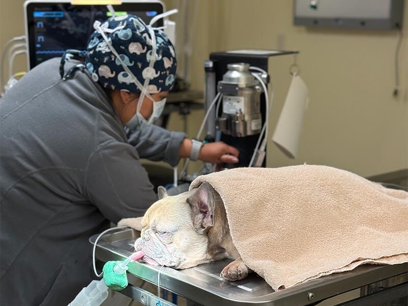 Anesthesizing a patient Anesthesizing a patient