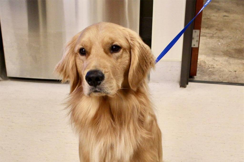 A golden retriever A golden retriever