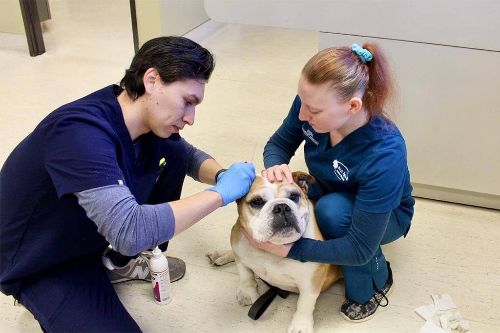 An older dog being examined An older dog being examined
