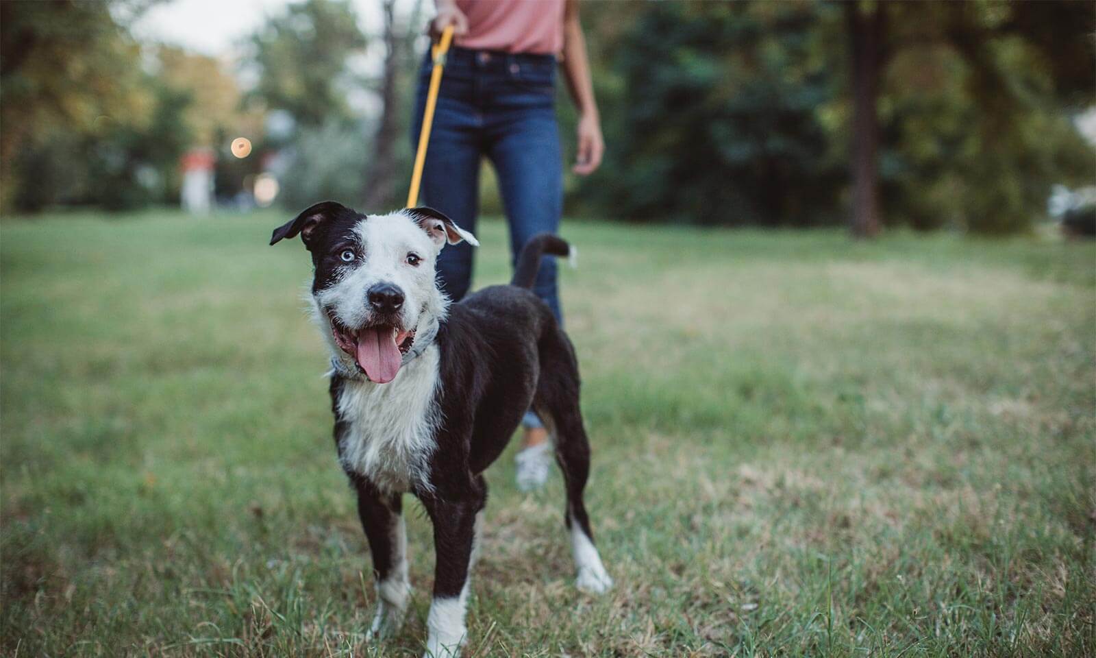 A dog out on a walk