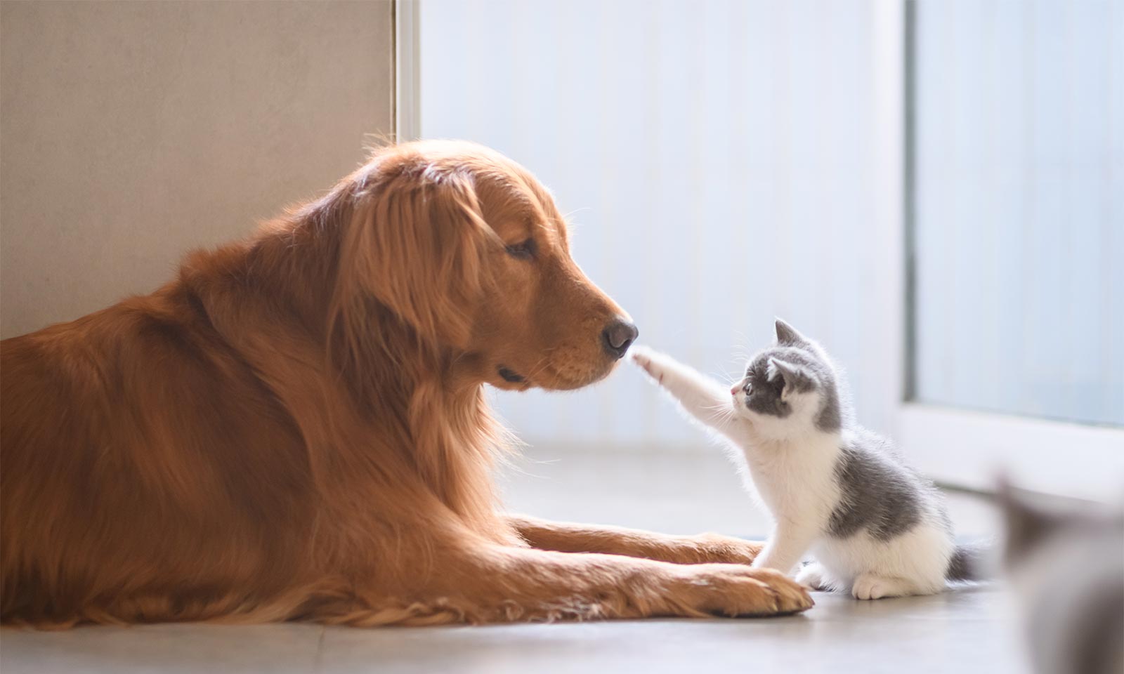 A kitten patting a dog's nose