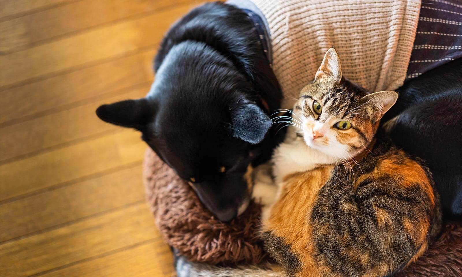 A dog and cat