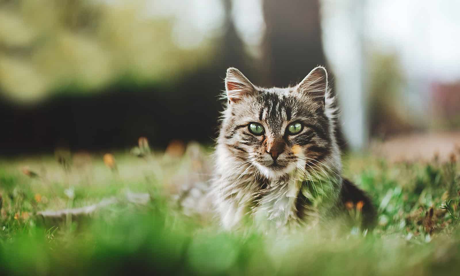 Cat laying outside