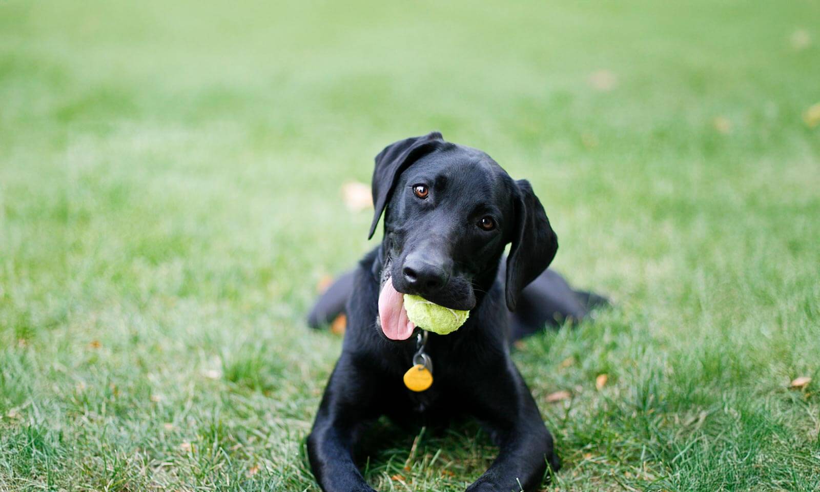 Black lab with a ball